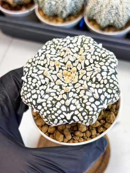 Astrophytum V-Type (at4) (y2) | Ship from Nevada