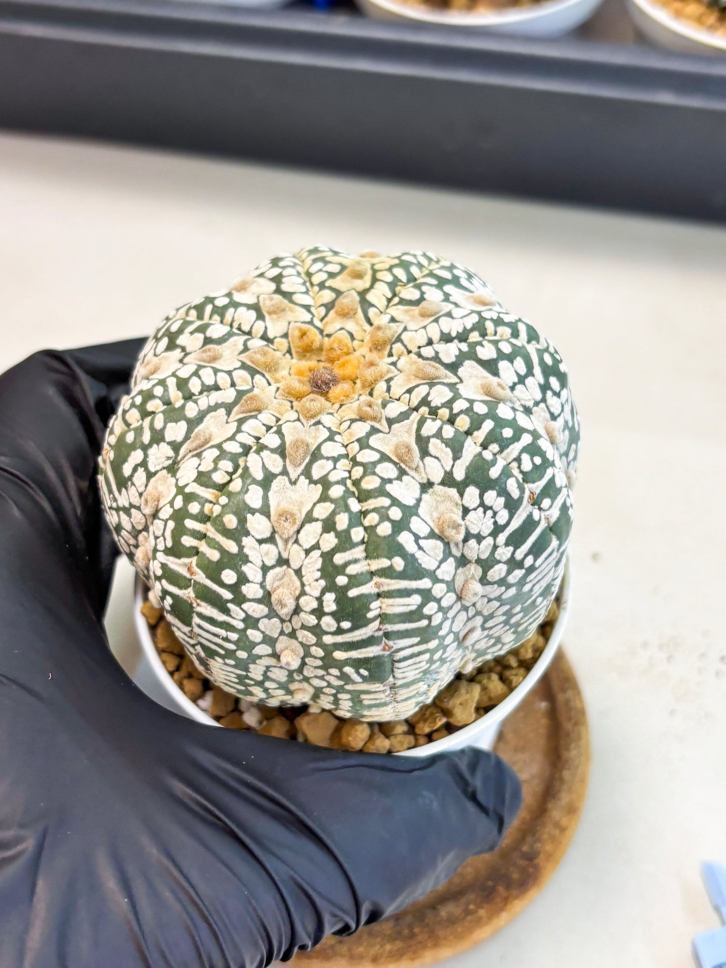 Astrophytum V-Type (at4) (r3) | Ship from Nevada