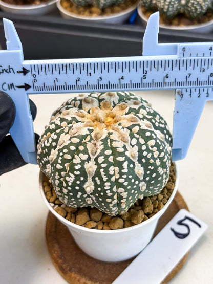 Astrophytum V-Type (at4) (y5) | Ship from Nevada
