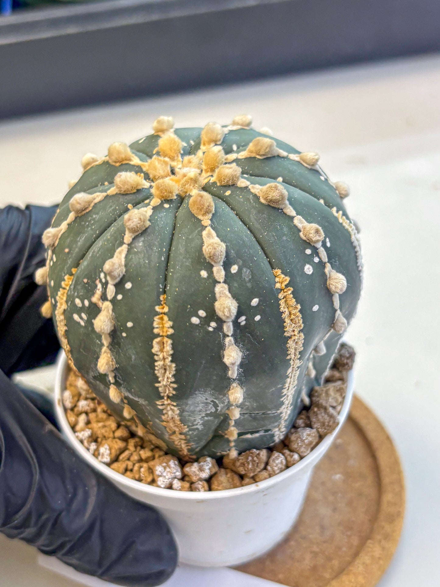Astrophytum V Type Nudum (at9) (09) | Live Cactus