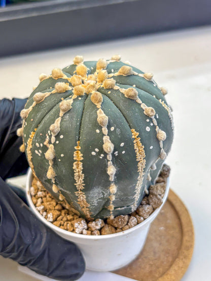 Astrophytum V Type Nudum (at9) (09) | Live Cactus
