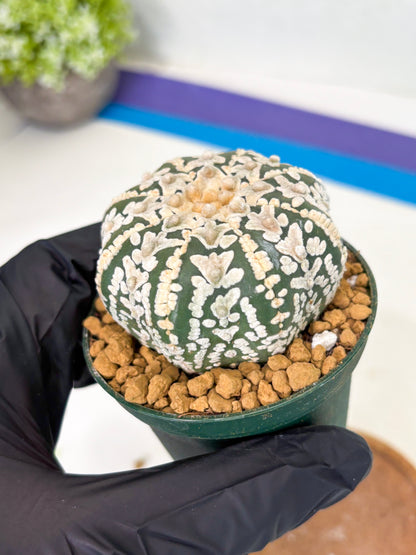 Astrophytum Star Shape (at2) (b3) | Japanese Import (Copy)