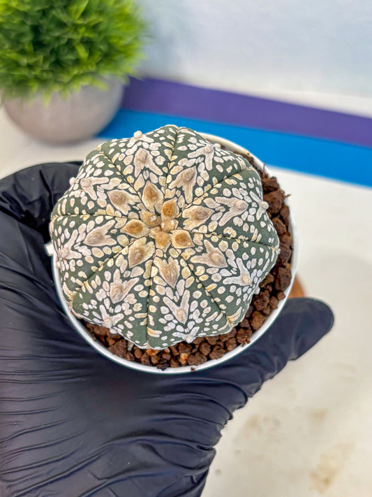 Astrophytum V Type (at5) (08) |  Sea urchin cactus