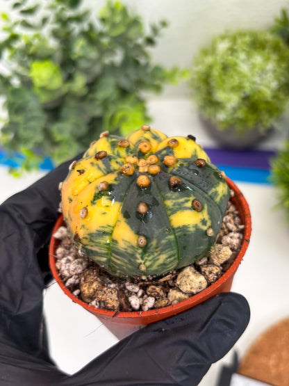Astrophytum Variegated (T5) (o1) | Nevada Plant Seller | 3" Pot