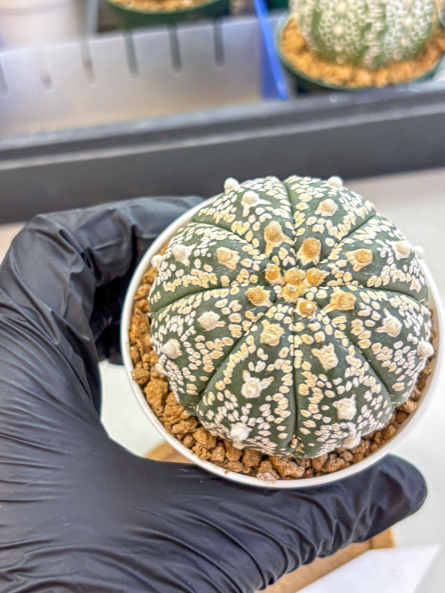 Astrophytum V Type (at2) (09) | Live Plant | Rare Collection