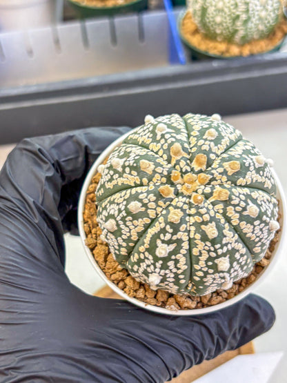 Astrophytum V Type (at2) (09) | Live Plant | Rare Collection