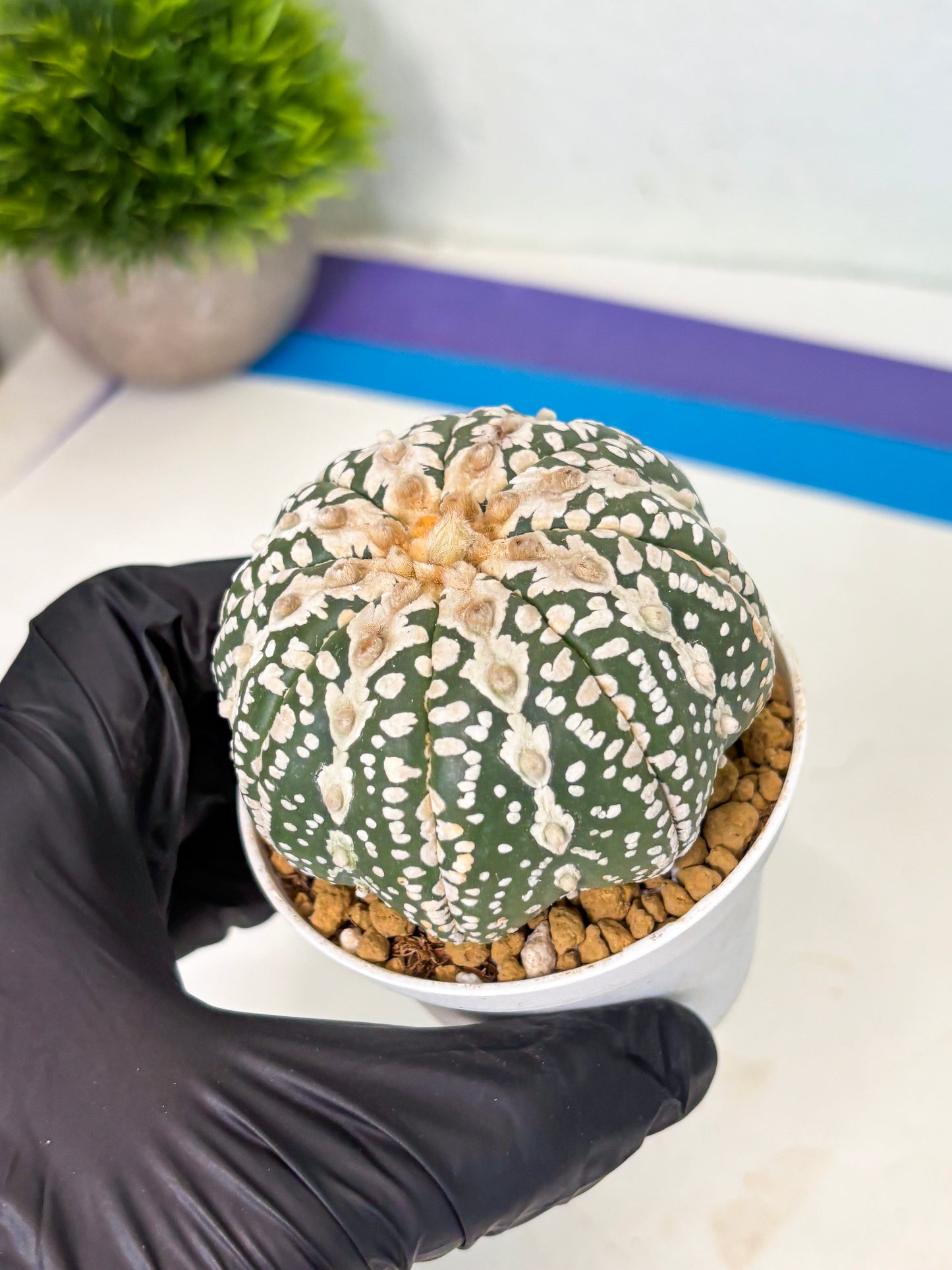 Astrophytum V-Type (at4) (y5) | Ship from Nevada