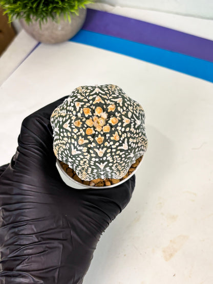Astrophytum V-Type (at4) (y7) | Ship from Nevada