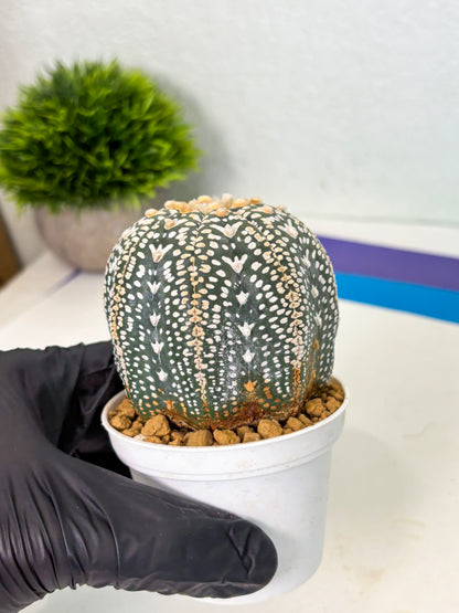 Astrophytum V-Type (at4) (y7) | Ship from Nevada