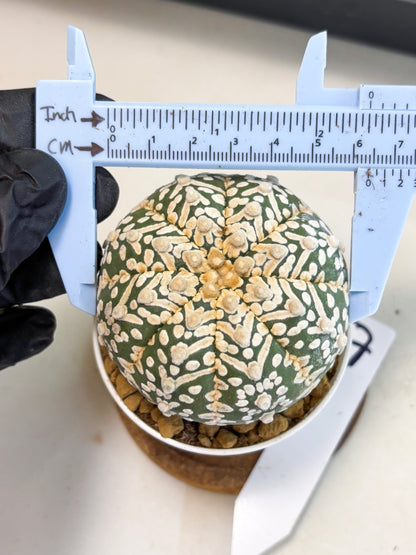 Astrophytum V-Type (at4) (r7) | Ship from Nevada