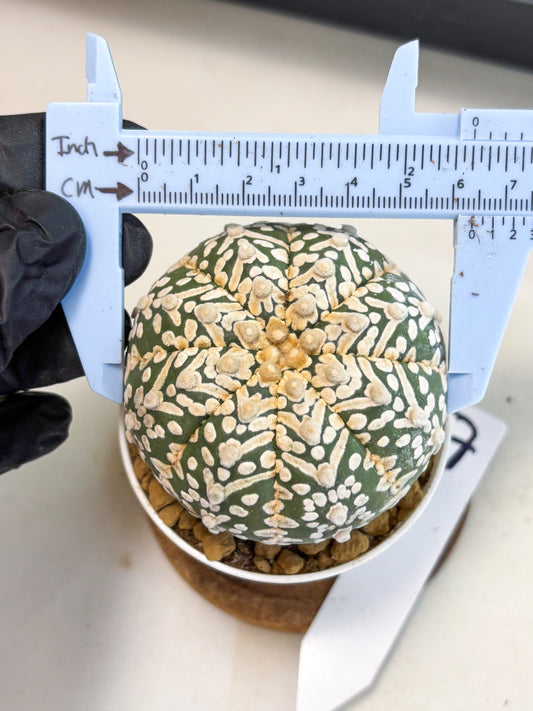Astrophytum V-Type (at4) (r7) | Ship from Nevada