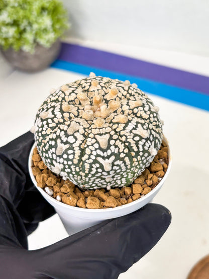 Astrophytum V-Type (at1) (p3) | Imported Cactus