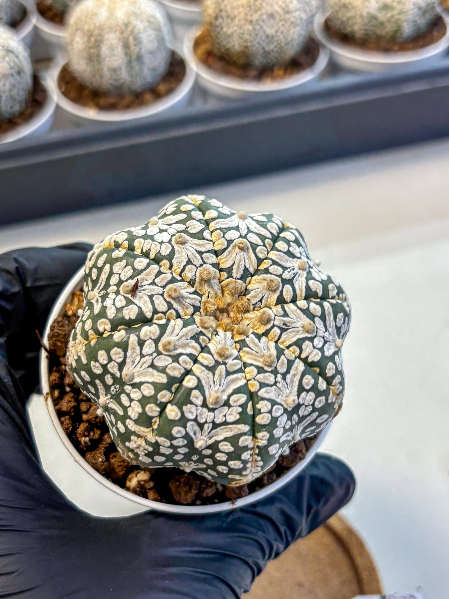 Astrophytum V Type (at5) (01) |  Sea urchin cactus