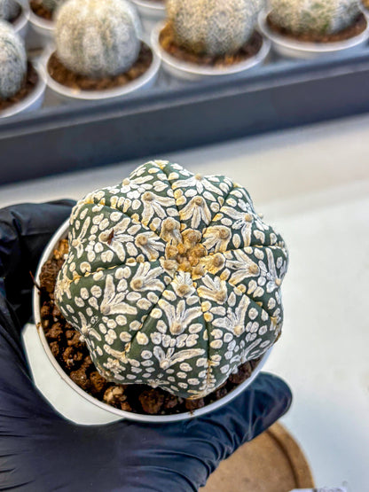 Astrophytum V Type (at5) (01) |  Sea urchin cactus