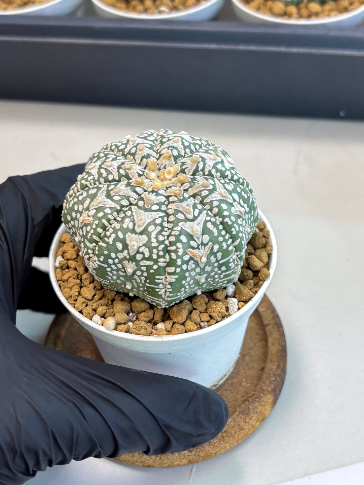 Astrophytum V-Type (at5) (p1) | Rare imported Plant