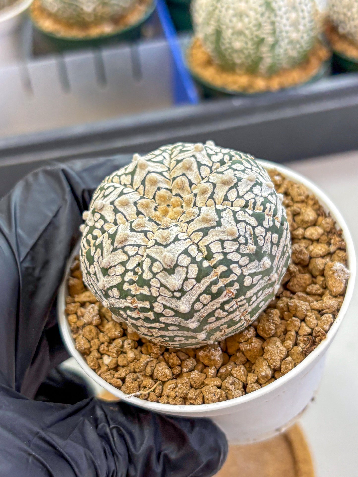 Astrophytum V Type (at2) (01) | Live Plant | Rare Collection