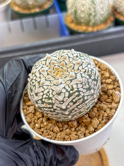 Astrophytum V Type (at2) (01) | Live Plant | Rare Collection