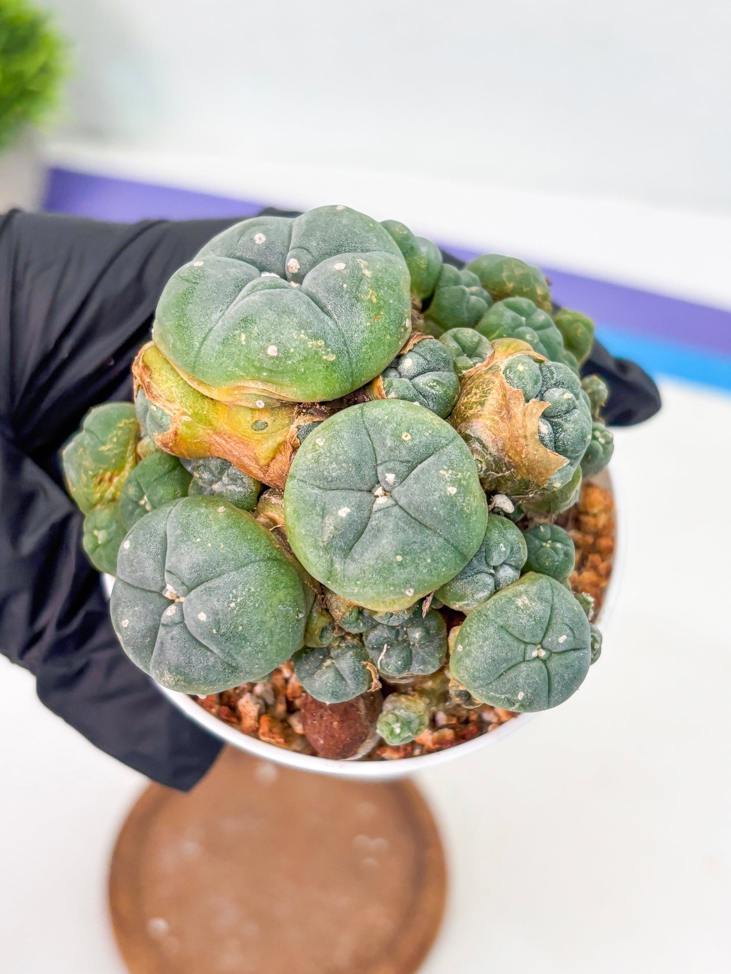 Spineless Cactus (Lo1) (p1) | For Advanced Growers