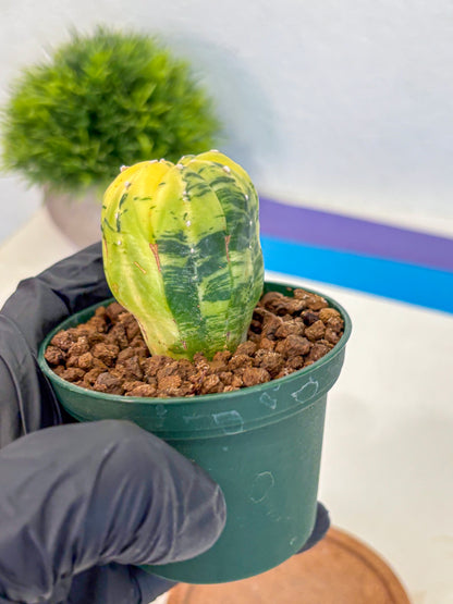 Astrophytum Variegated (at9) (01) | Rare Plant | Live Cactus