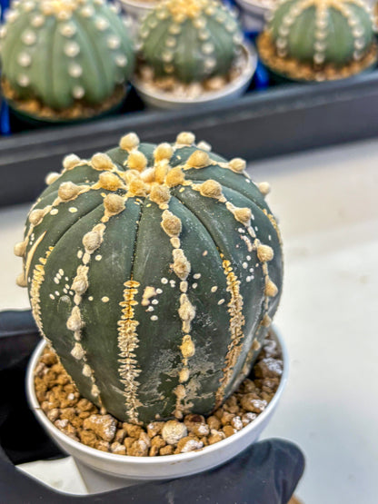 Astrophytum V Type Nudum (at9) (09) | Live Cactus