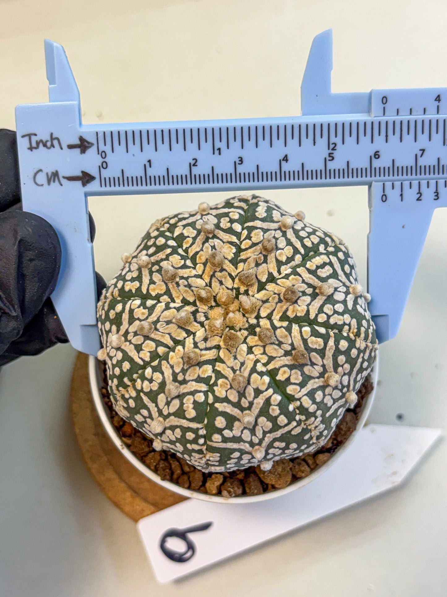 Astrophytum V Type (at5) (09) |  Sea urchin cactus