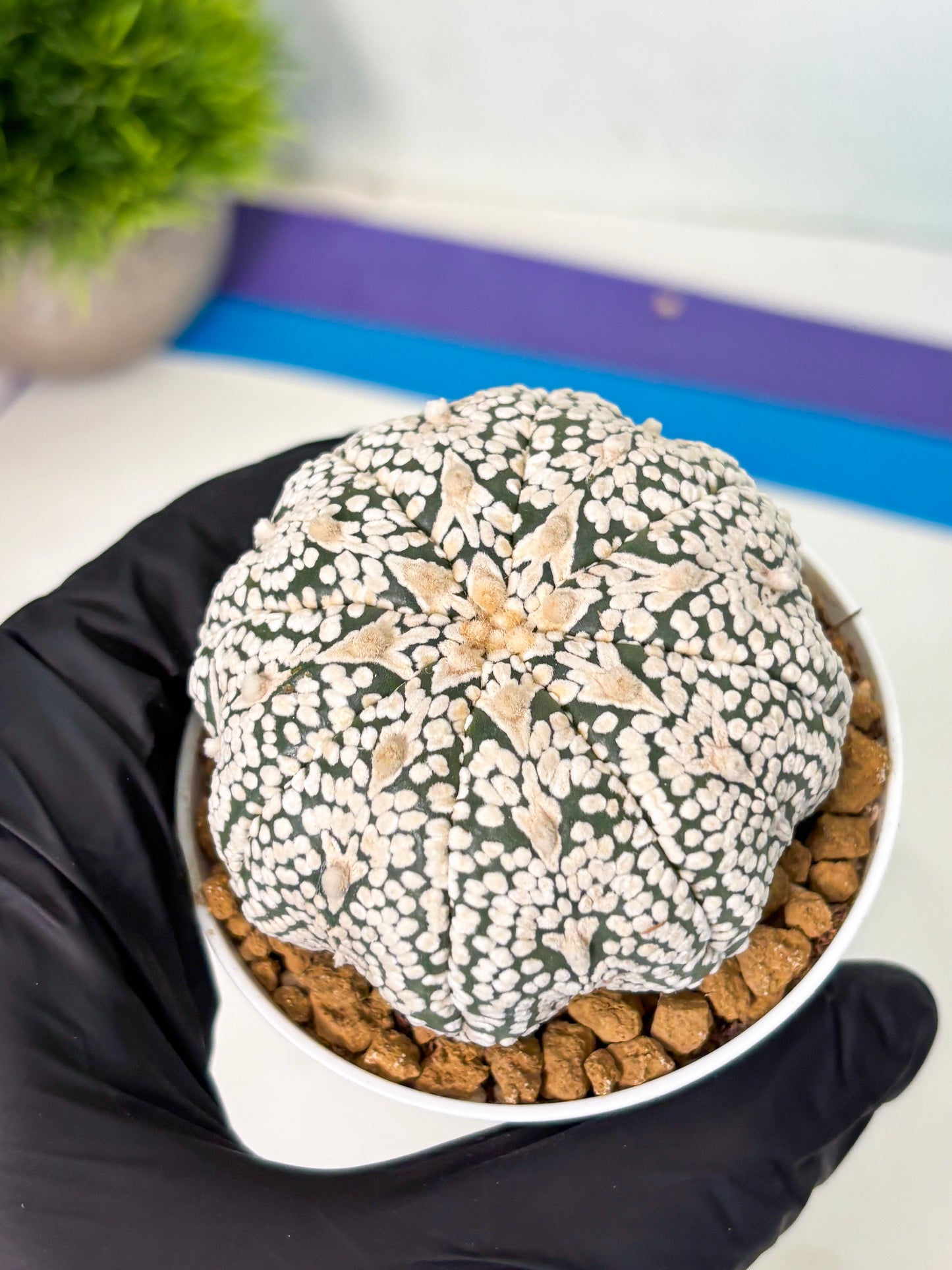 Astrophytum V-Type (at5) (p7) | Rare imported Plant