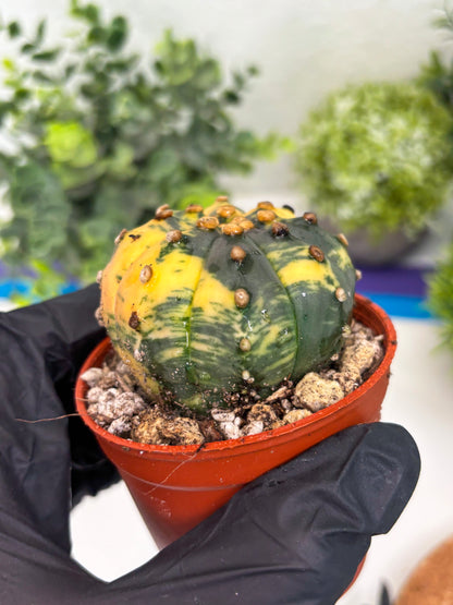 Astrophytum Variegated (T5) (o1) | Nevada Plant Seller | 3" Pot