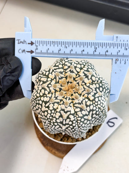Astrophytum V-Type (at4) (y6) | Ship from Nevada