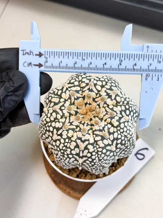 Astrophytum V-Type (at4) (y6) | Ship from Nevada