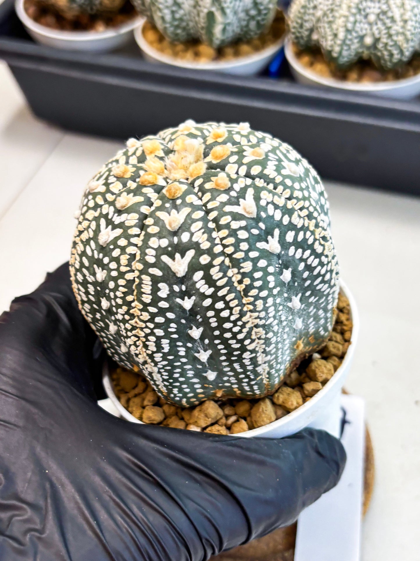 Astrophytum V-Type (at4) (y7) | Ship from Nevada