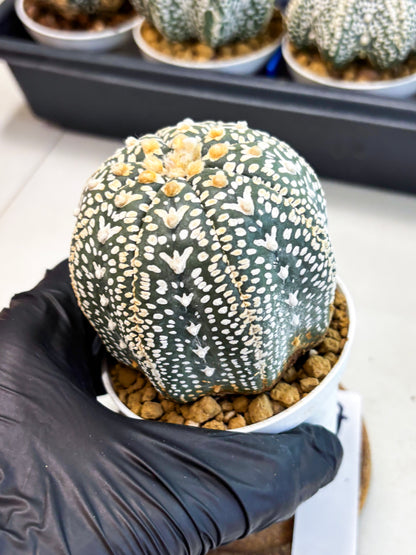 Astrophytum V-Type (at4) (y7) | Ship from Nevada