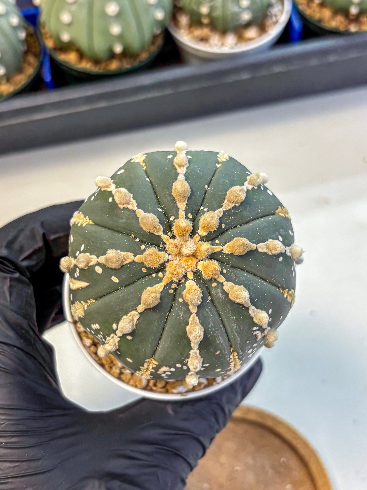 Astrophytum V Type Nudum (at9) (09) | Live Cactus