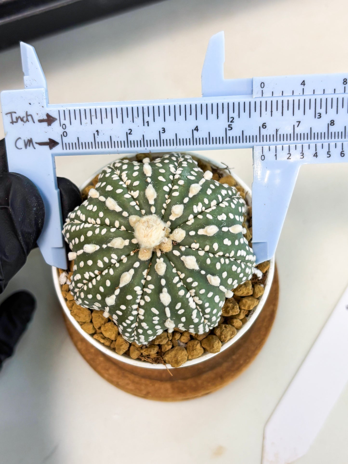 Astrophytum Star Shape (at2) (b4) | Japanese Import