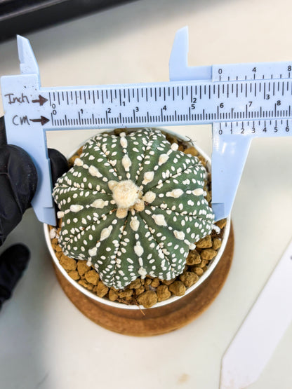 Astrophytum Star Shape (at2) (b4) | Japanese Import