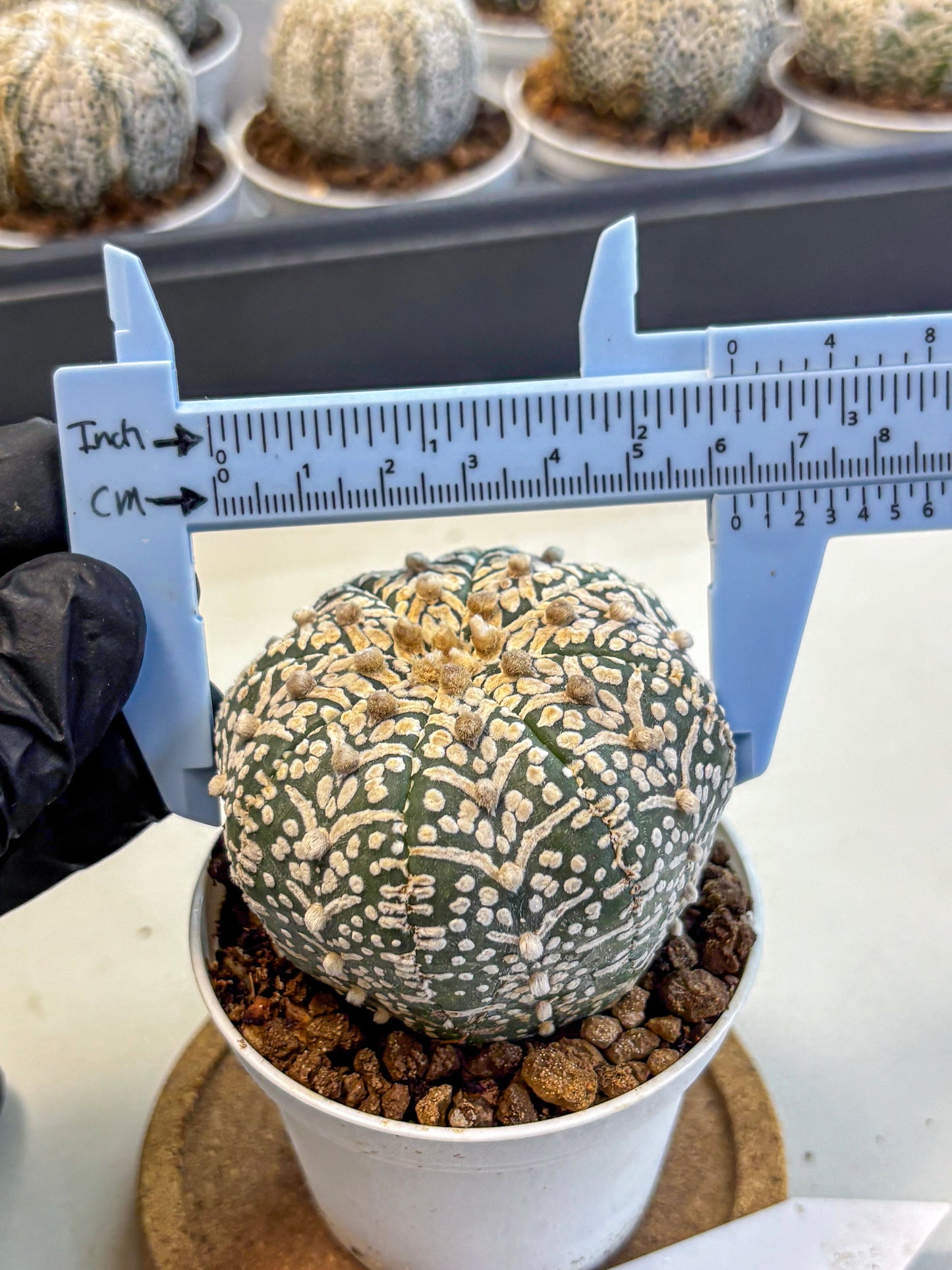 Astrophytum V Type (at5) (09) |  Sea urchin cactus