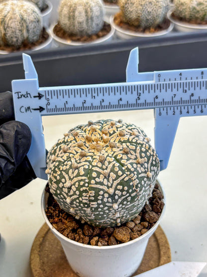 Astrophytum V Type (at5) (09) |  Sea urchin cactus