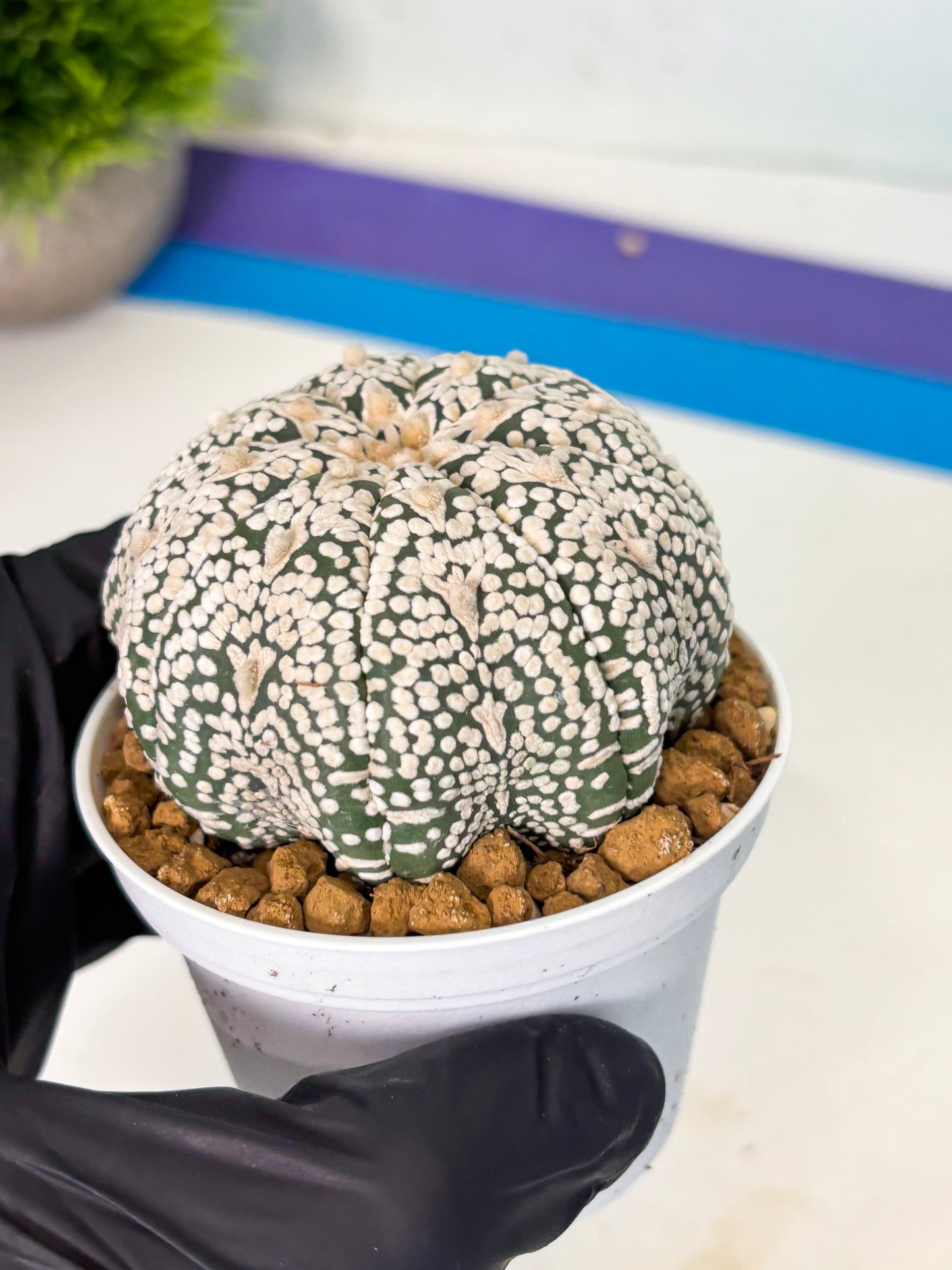 Astrophytum V-Type (at5) (p7) | Rare imported Plant