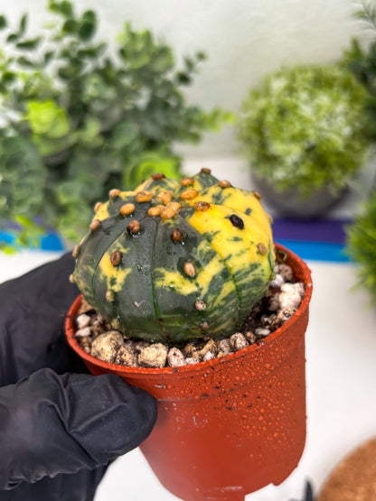 Astrophytum Variegated (T5) (o1) | Nevada Plant Seller | 3" Pot