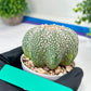 Astrophytum Super kabuto (#T2C) | Imported From Japan/korea | 3" Pot