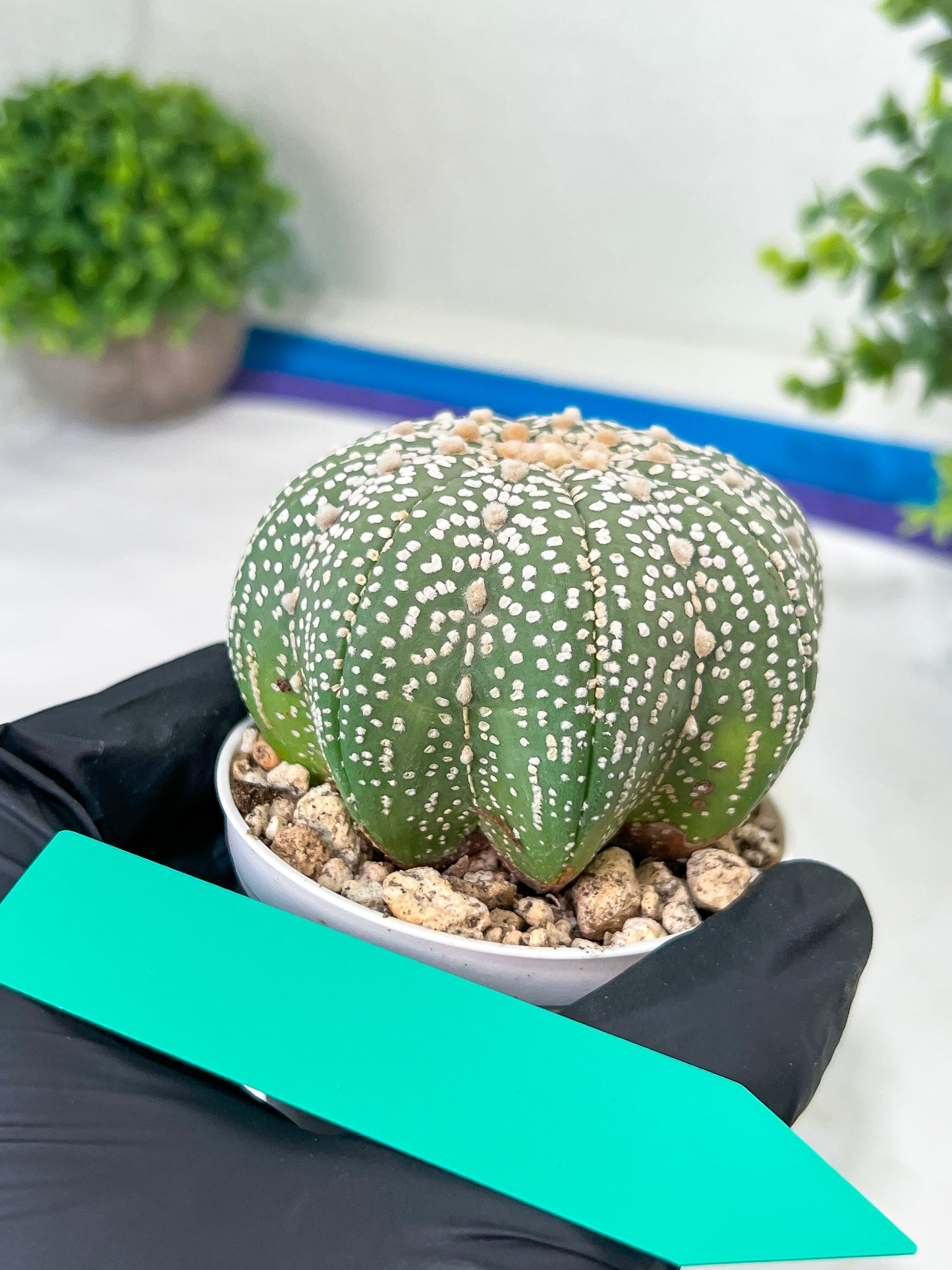 Astrophytum Super kabuto (#T2C) | Imported From Japan/korea | 3" Pot