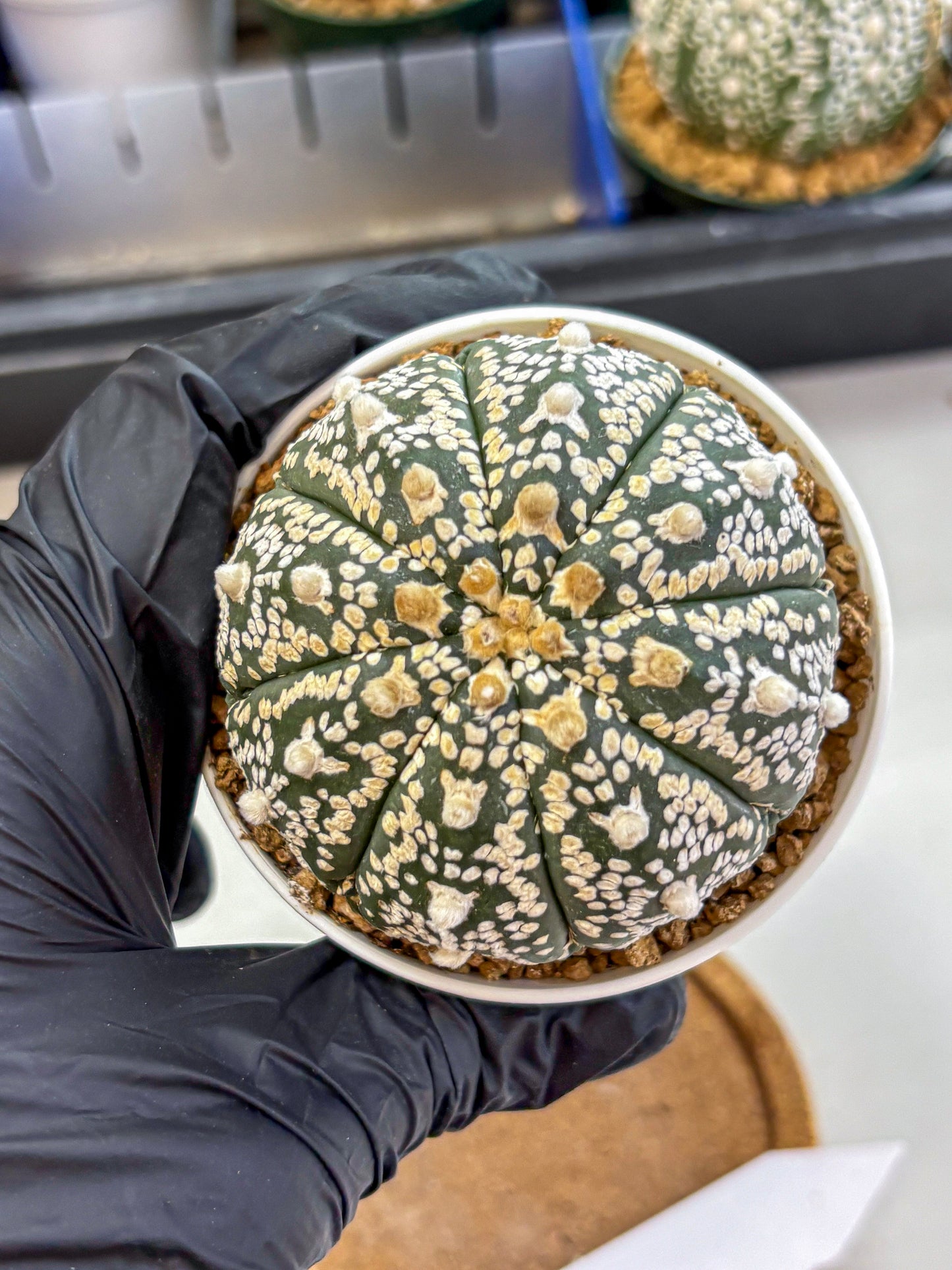 Astrophytum V Type (at2) (09) | Live Plant | Rare Collection