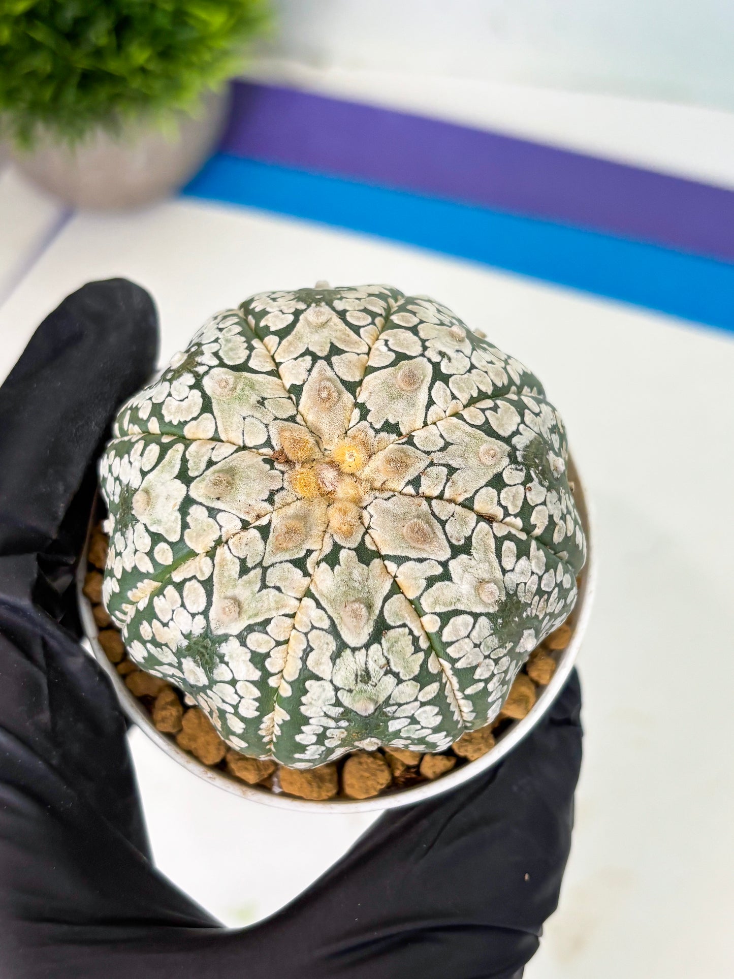 Astrophytum V-Type (at4) (r4) | Ship from Nevada