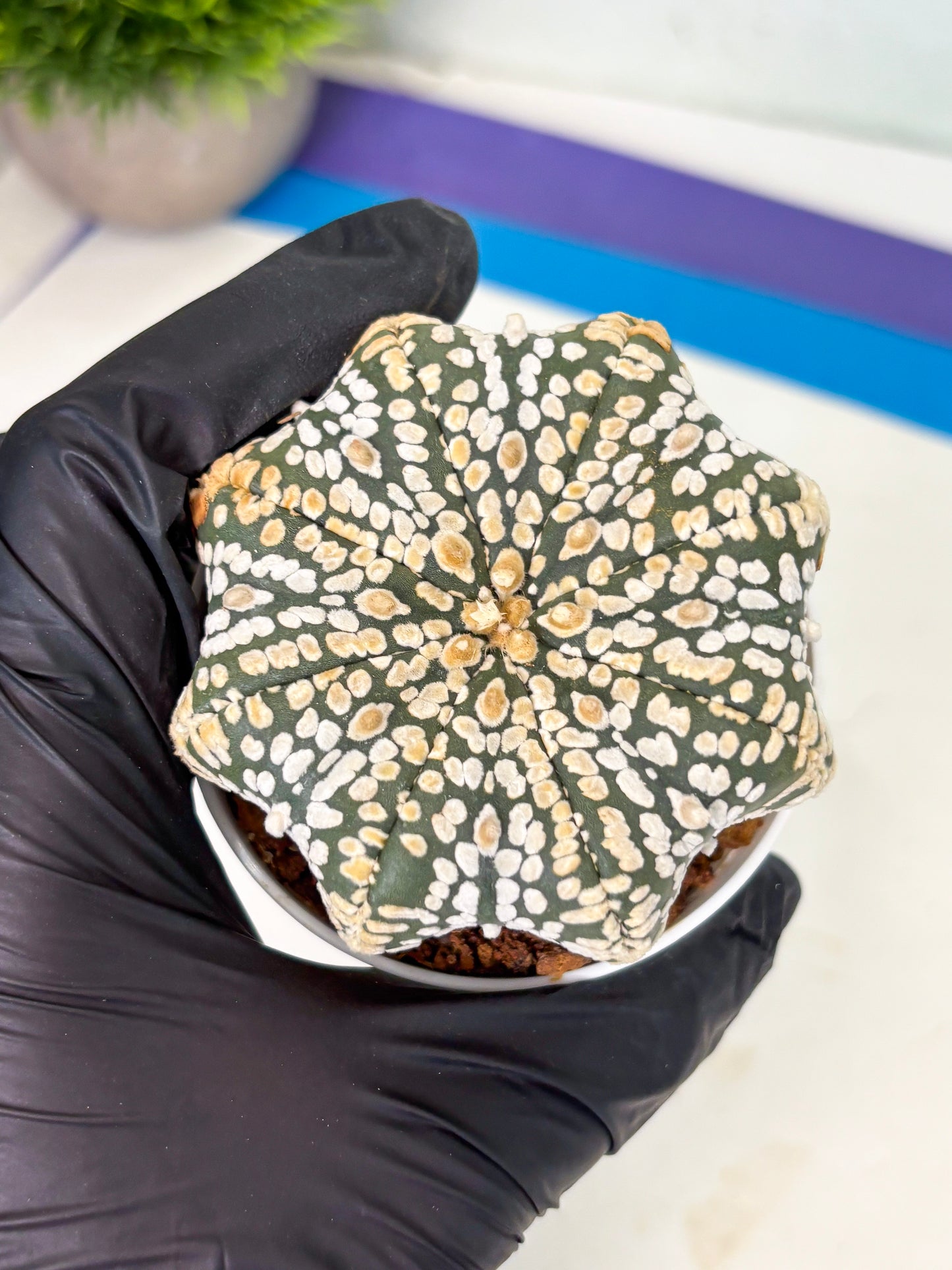 Astrophytum Star Shape (at4) (g7) | Imported Plant