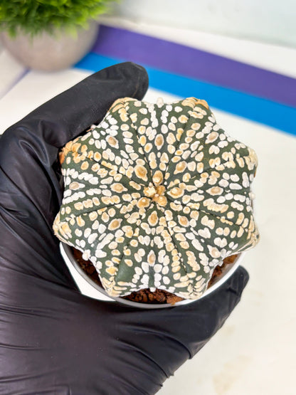 Astrophytum Star Shape (at4) (g7) | Imported Plant