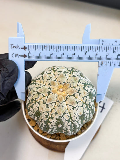 Astrophytum V-Type (at4) (r4) | Ship from Nevada