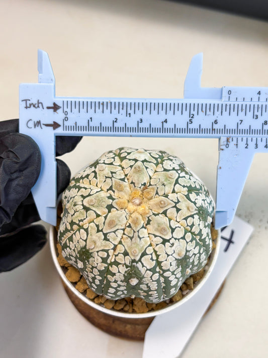 Astrophytum V-Type (at4) (r4) | Ship from Nevada