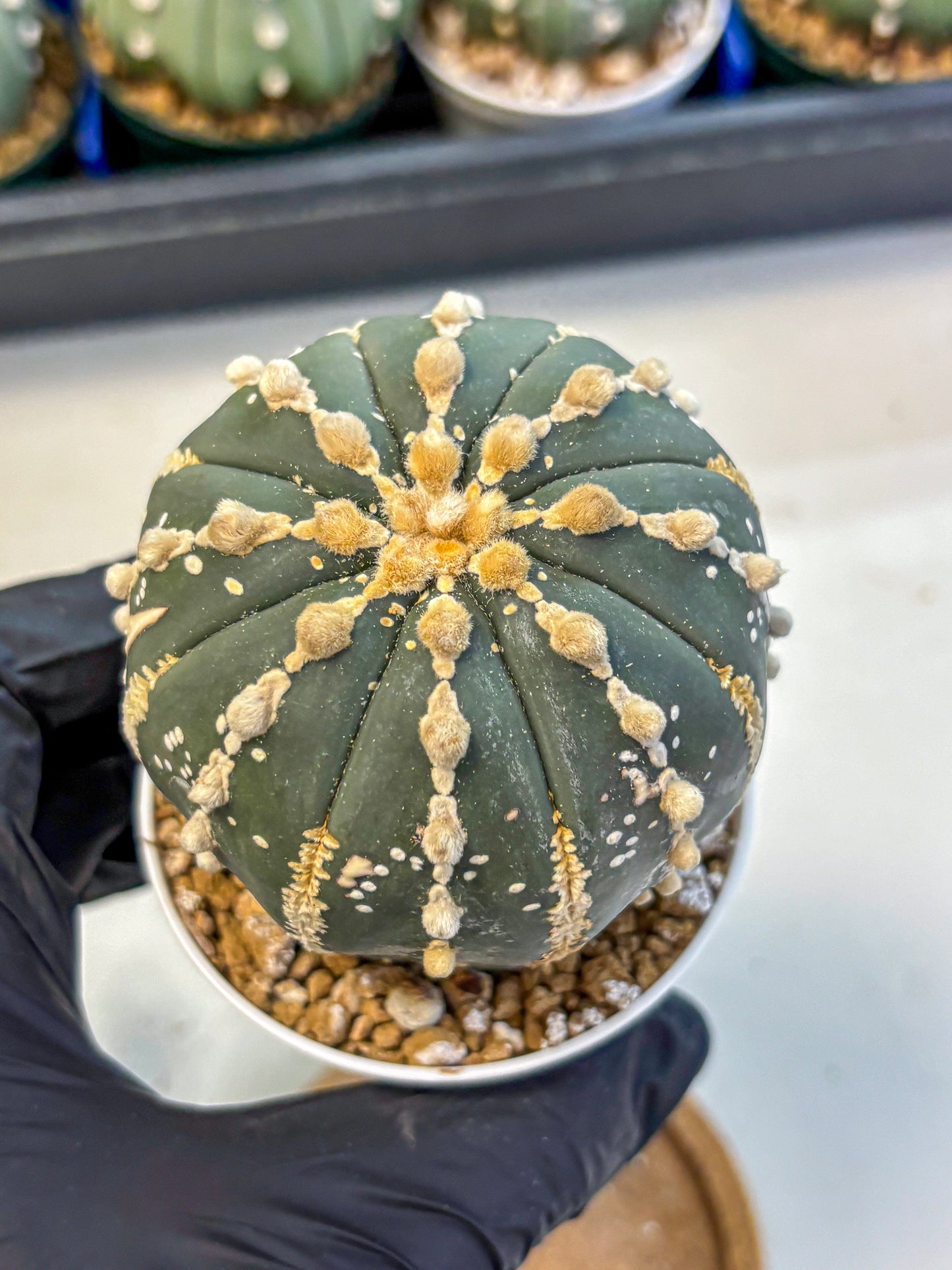 Astrophytum V Type Nudum (at9) (09) | Live Cactus