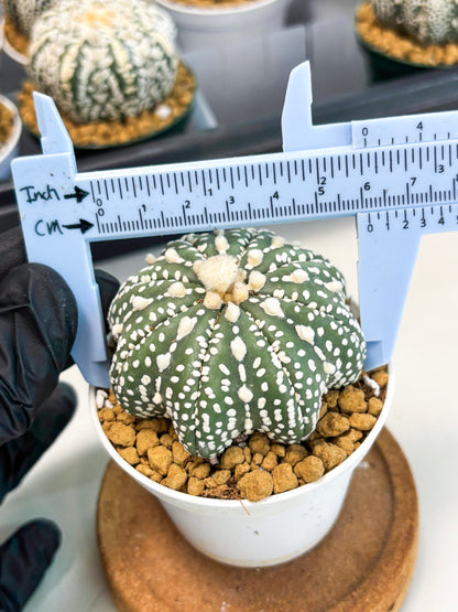 Astrophytum Star Shape (at2) (b4) | Japanese Import