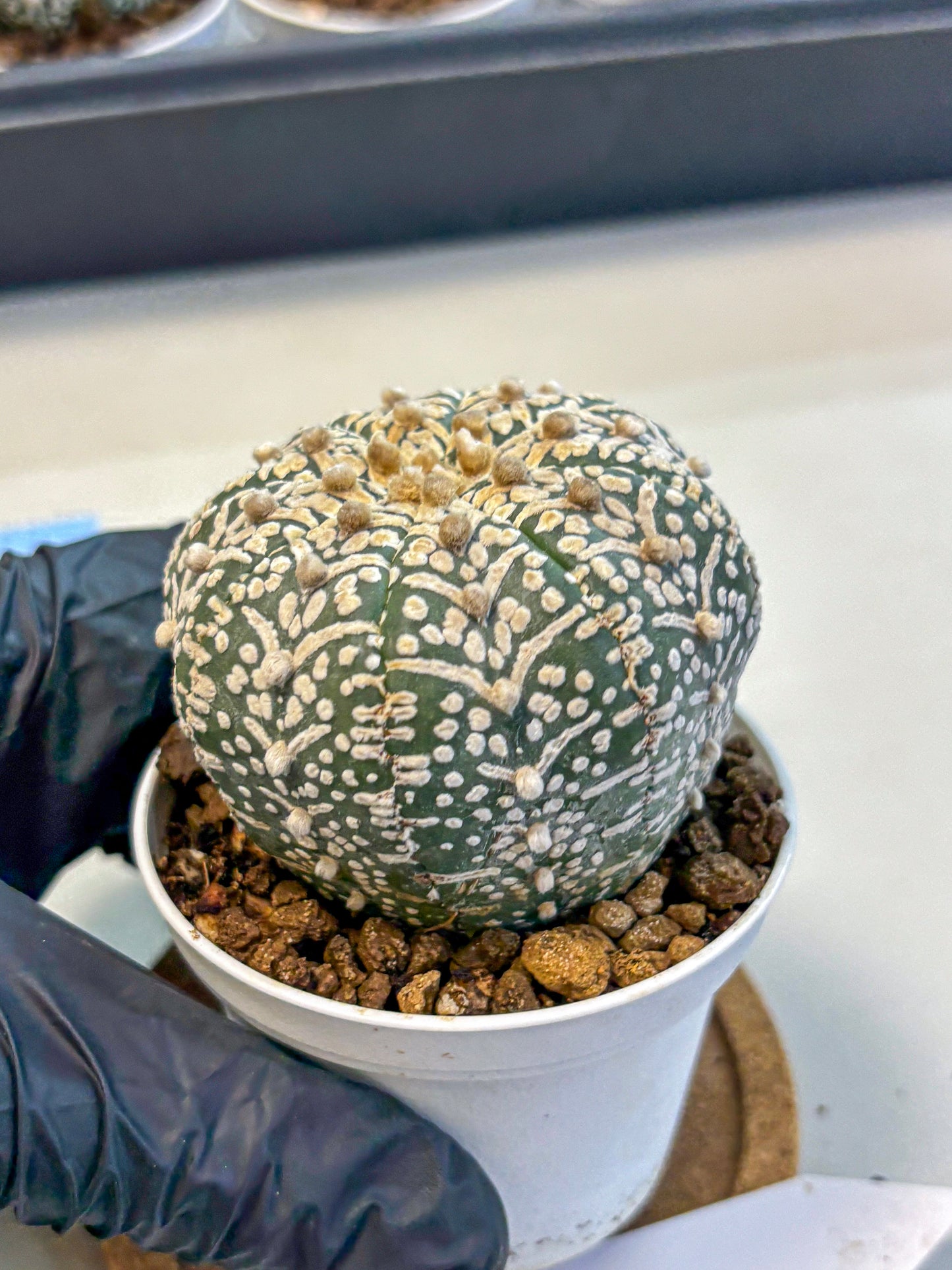 Astrophytum V Type (at5) (09) |  Sea urchin cactus