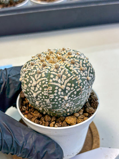Astrophytum V Type (at5) (09) |  Sea urchin cactus
